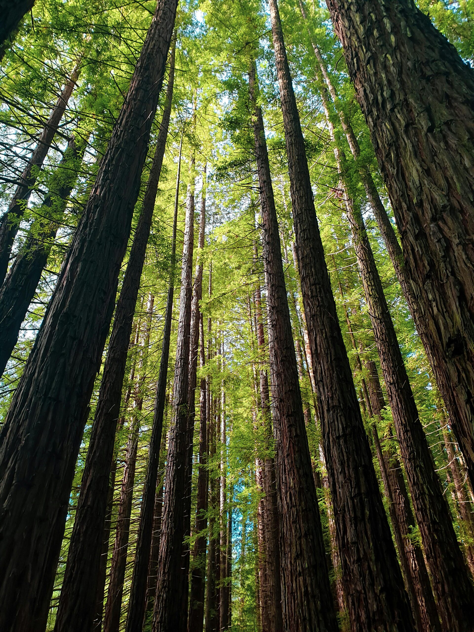 Towering redwoods